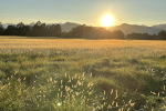 Tramonto magico alla Mandria di Venaria - foto di Marcello Pedone