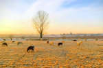 Rivalta di Torino: mucche all'alba - foto di Mauro Lunardon