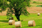 L'estate sulla collina torinese - foto di Giuseppe D'Ambrosio