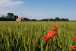 Osasco, fiori in festa tra il verde grano e l'azzurro cielo - foto di Francesca Morici