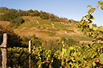 Panoramica sui vigneti collinari a Forno Canavese - foto di Michele Ariuolo