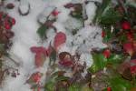 Cuceglio: Vigne di erbaluce sotto la neve - foto di Maria Antonietta Brandino