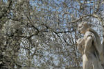 Torino, Fontana dei 12 mesi e il ciliegio fiorito - foto di Paola Parodi