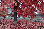L'autunno di Chieri si veste di rosso! - foto di  Giovanna Benvenuto