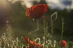 Avigliana: tramonto con sfumature di rosso - foto di Liliana Goncean