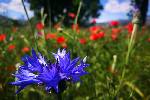 Rosso & Blu - Fiordalisi e papaveri - foto di Mara Bertolone