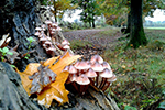 Tracce d'autunno alla Mandria - foto di Giuseppe D'Ambrosio