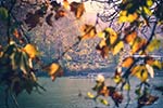 Canoa sul Po in un soleggiato autunno torinese  - foto di Sonia Barranca