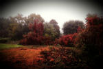 La natura in rosso... autunno a Chivasso - foto di Anna Maria Gnoffo