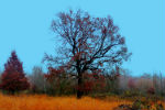 Autunno al parco La Mandria - foto di Silvia Acquaviva