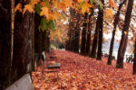 Panchine... l'autunno sul lungo Po a Torino - foto di Michele Carretta