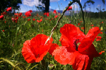 Campo di papaveri a Grosso - foto di  Mara Bertolone