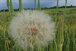 Nei prati di Ozegna... soffione (Taraxacum officinale)  - foto di Lucia Bartoli 