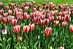 Tulipani al castello di Pralormo   - foto di Domenica Paviolo
