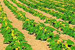 Campo di zucchine nei pressi di Pavarolo