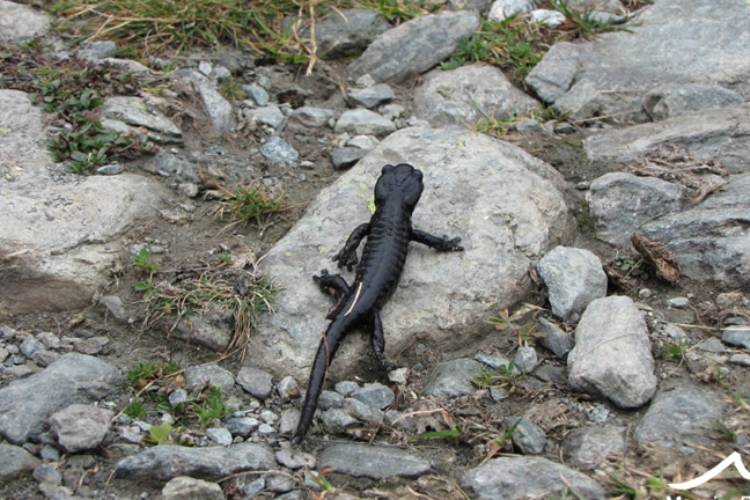 Sulle tracce della Salamandra di Lanza