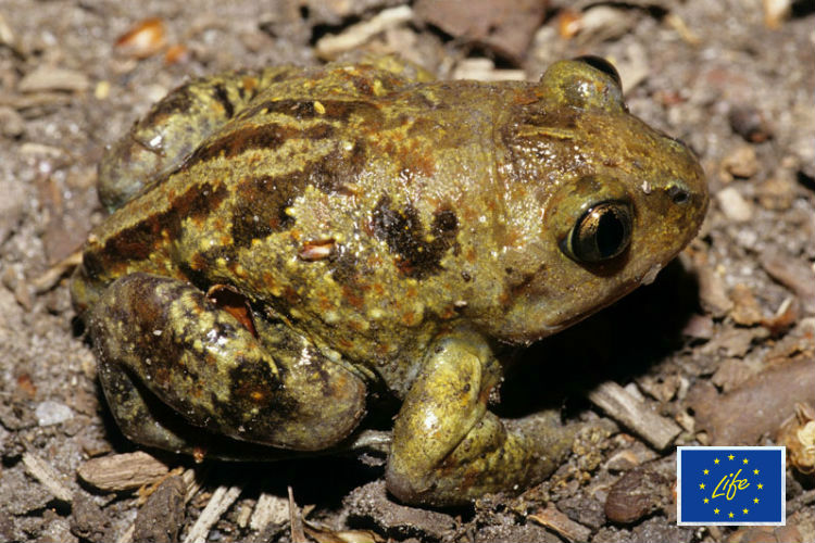 il Pelobates fuscus insubricus