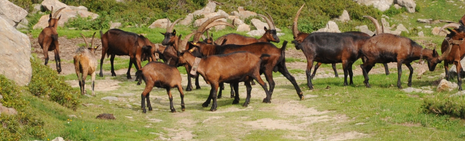 Copertina cronache num 36