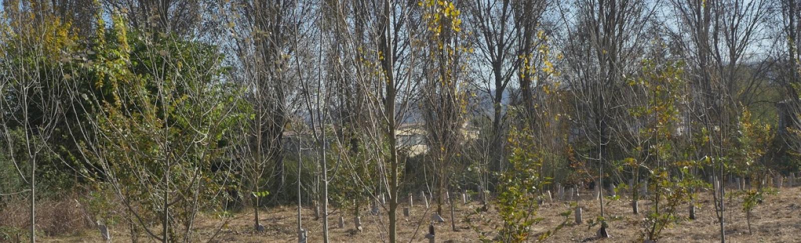 Forestazione PNRR