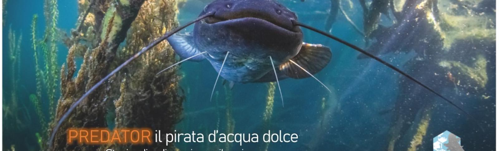 la locandina della mostra dedicata al pesce siluro