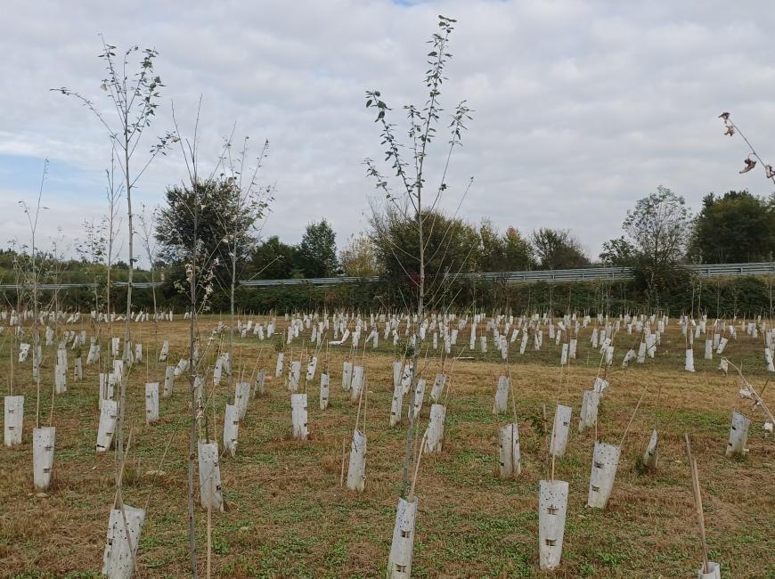 Esempio di forestazione urbana