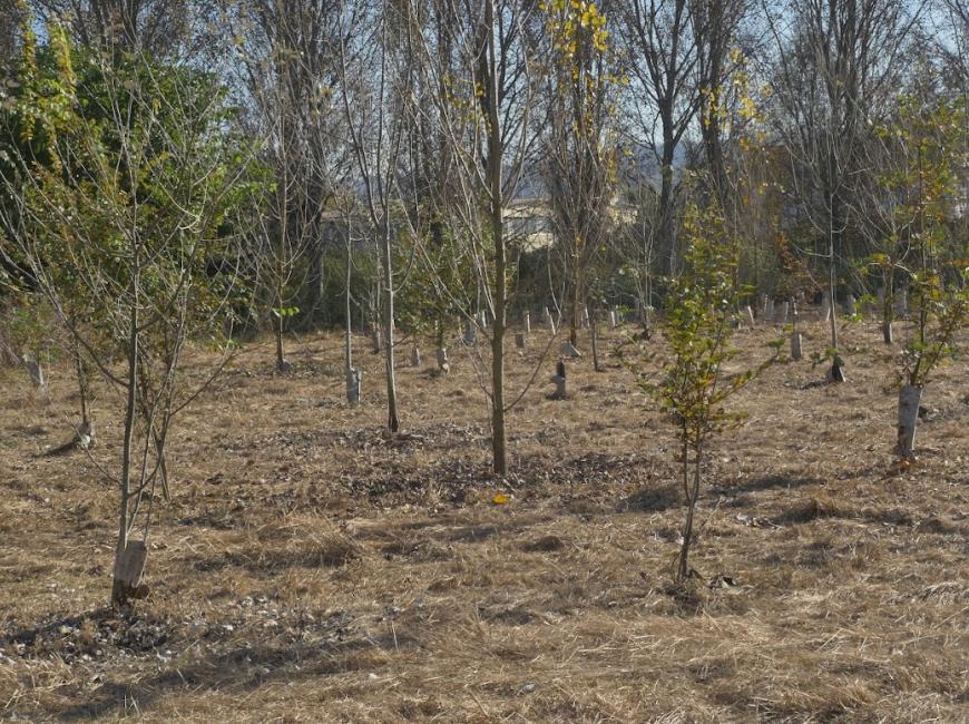 Forestazione PNRR
