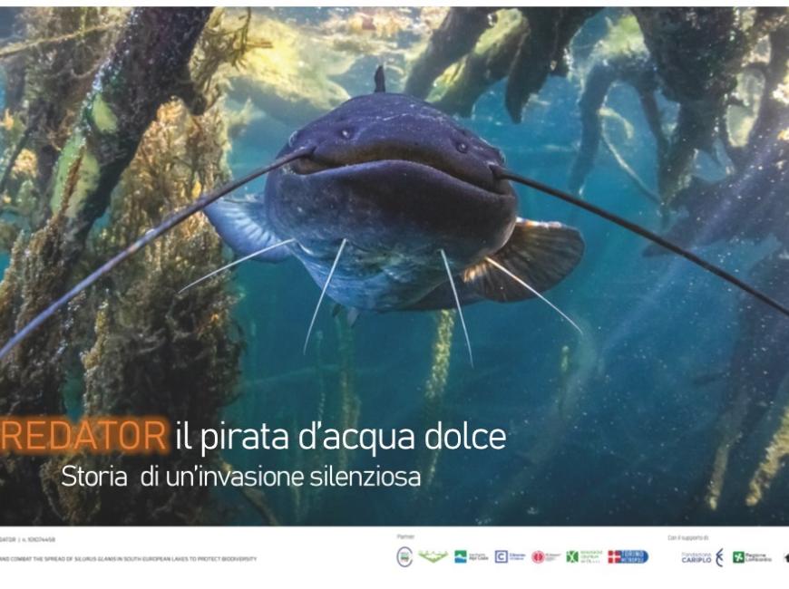 la locandina della mostra dedicata al pesce siluro