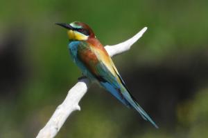 Gruccione - Foto: Lorenza Piretta