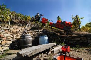 Foto di repertorio viticoltura alpina