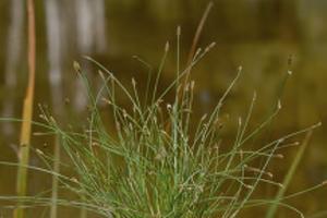 Eleocharis carniolica
