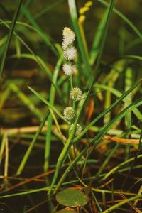 Eleocharis carniolica