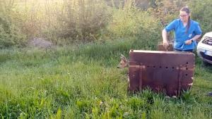 Liberazione femmina di capriolo a Pino Torinese