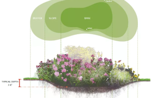 schema rappresentativo di un rain garden