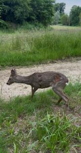 capriolo recuperato a Venaria