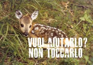 Immagine con cucciolo di capriolo e la scritta non toccarlo