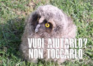 Immagine di giovane gufo e la scritta non toccarlo