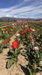 i campi di tulipani a Favria