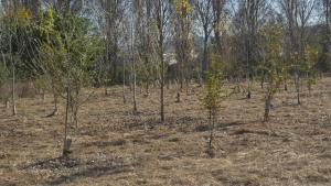 Forestazione PNRR
