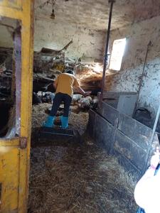 Maialini vietnamiti tratti in salvo da una cascina a d Avigliana