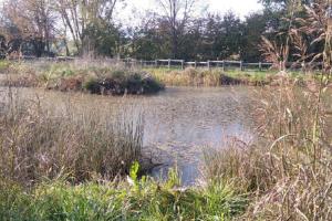 Area umida artificiale naturaliforme