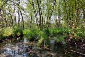 Area umida nei pressi del Lago di Viverone