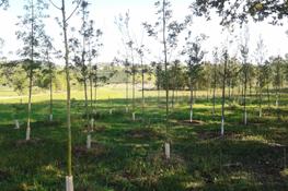 esempio di rimboschimento