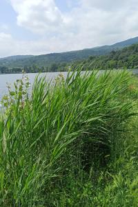 Rinaturazione di un tratto di sponda del Lago Grande di Avigliana