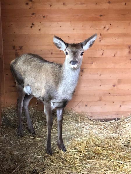 Immagine del cervo curato al Canc