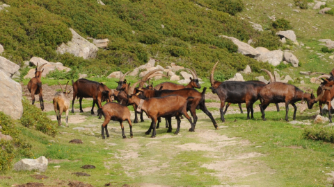 Copertina cronache num 36